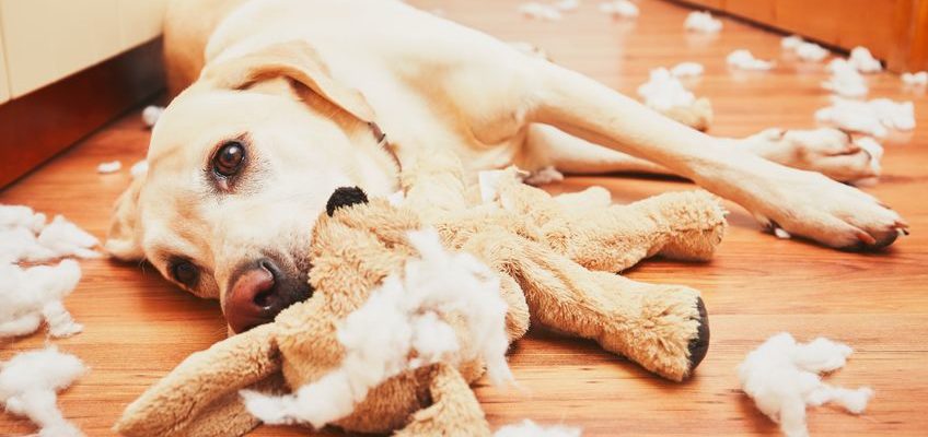 ПРИЧИНЫ БЕСПОКОЙСТВА У СОБАКИ ИСПЫТЫВАЮТ ЛИ СОБАКИ СТРЕСС КАК СПРАВИТЬСЯ