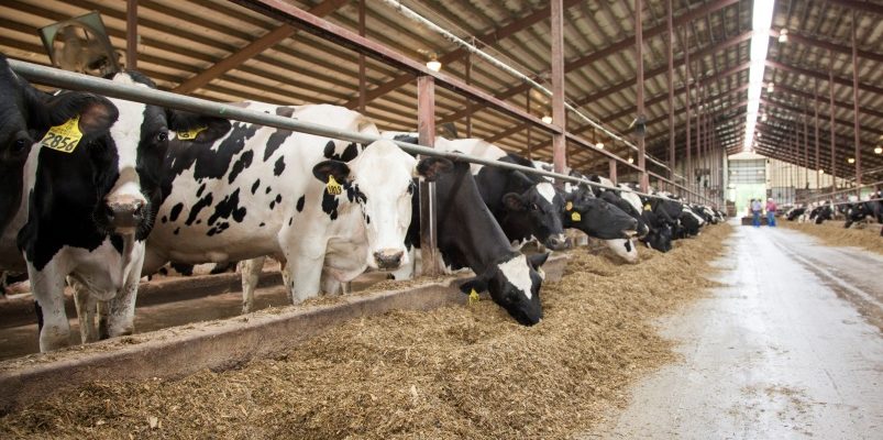 8 ПРОДУКТОВ КОТОРЫЕ ПОМОГУТ СОХРАНИТЬ ПСИХИКУ И НЕРВЫ